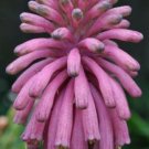 5X- Veltheimia bracteata (Forest Lily) Flower Seeds - Garden Flower Plant Seeds