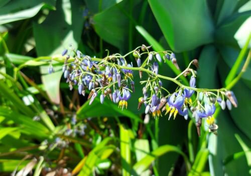 50X- Dianella caerulea Paroo Lily Flower Seeds - Garden Flower Plant Seeds