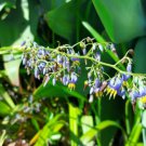 50X- Dianella caerulea Paroo Lily Flower Seeds - Garden Flower Plant Seeds
