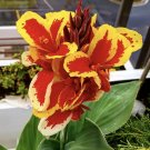 5X- Canna Indica Lily Mix Flower Seeds - Garden Flower Plant Seeds