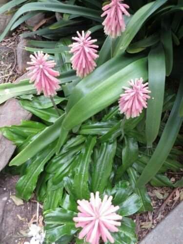 10X- Veltheima Bracteata Forest Lilly Lily Pink Flower Seeds - Garden Flower Plant Seeds