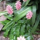 10X- Veltheima Bracteata Forest Lilly Lily Pink Flower Seeds - Garden Flower Plant Seeds