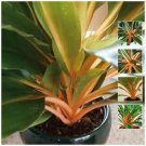 10X- Chlorophytum Sierra Leone Lily Flower Seeds - Garden Flower Plant Seeds