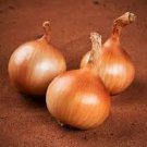 25X - ONION CREAMGOLD Vegetable Seeds - Garden Vegetable Plant Seeds