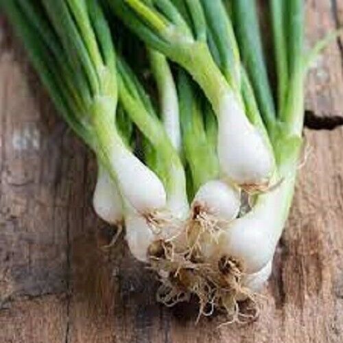 50X - ONION WHITE LISBON SPRING Vegetable Seeds - Garden Vegetable Plant Seeds
