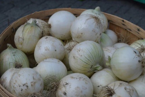 20X - EARLY WHITE GRANO ONION SEEDS Vegetable Seeds - Garden Vegetable Plant Seeds