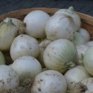 20X - EARLY WHITE GRANO ONION SEEDS Vegetable Seeds - Garden Vegetable Plant Seeds