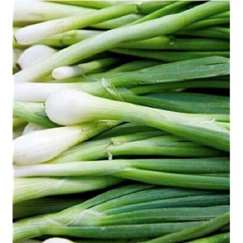 25X - BUNCHING LONG WHITE TOKYO ONION Vegetable Seeds - Garden Vegetable Plant Seeds