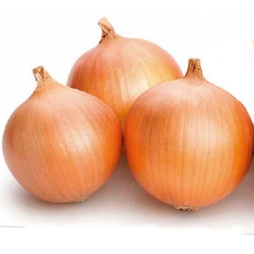 25X - ONION HUNTER RIVER BROWN Home Vegetable Seeds - Garden Vegetable Plant Seeds