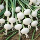 25X - Vegetable Garden Silver skin Paris Onion Vegetable Seeds - Garden Vegetable Plant Seeds