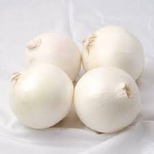 20X - Early White Grano Onion Seeds Home Vegetable Seeds - Garden Vegetable Plant Seeds