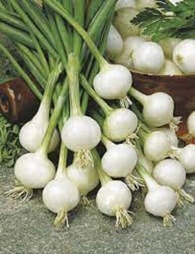 25X - ONION PARIS SILVERSKIN SEEDS Home Vegetable Seeds - Garden Vegetable Plant Seeds
