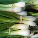 25X - Tokyo Long White Bunching ONION SEEDS Home Vegetable Seeds - Garden Vegetable Plant Seeds