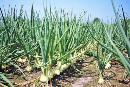20X - Early White Grano Onion Seeds Home Vegetable Seeds - Garden Vegetable Plant Seeds