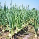 20X - Early White Grano Onion Seeds Home Vegetable Seeds - Garden Vegetable Plant Seeds
