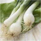 25X - LONG WHITE TOKYO BUNCHING SEEDS Home Vegetable Seeds - Garden Vegetable Plant Seeds