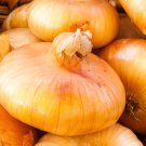 100X - ONION CIPOLLINI Brown Home Vegetable Seeds - Garden Vegetable Plant Seeds