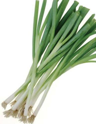 100X - Spring Onion Home Vegetable Seeds - Garden Vegetable Plant Seeds