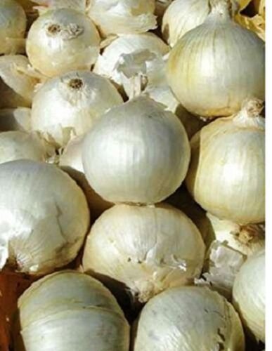100X - ONION 'White Spanish' Seed Home Vegetable Seeds - Garden Vegetable Plant Seeds