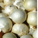 100X - ONION 'White Spanish' Seed Home Vegetable Seeds - Garden Vegetable Plant Seeds