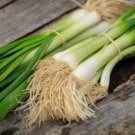 100X - ONION Ishikura bunchin Home Vegetable Seeds - Garden Vegetable Plant Seeds