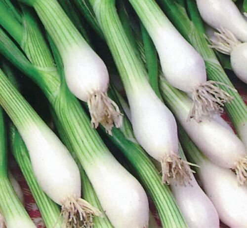 100X - Shallots lisbon white spring onion Home Vegetable Seeds - Garden Vegetable Plant Seeds