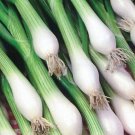 100X - Shallots lisbon white spring onion Home Vegetable Seeds - Garden Vegetable Plant Seeds