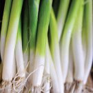 100X - Bunching Onion Ishikura Improved Home Vegetable Seeds - Garden Vegetable Plant Seeds