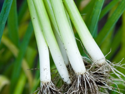 150X - Spring Onion Seeds "White Lisbon&acirc;�� Home Vegetable Seeds - Garden Vegetable Plant Seeds