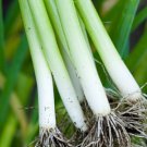 150X - Spring Onion Seeds "White Lisbon” Home Vegetable Seeds - Garden Vegetable Plant Seeds