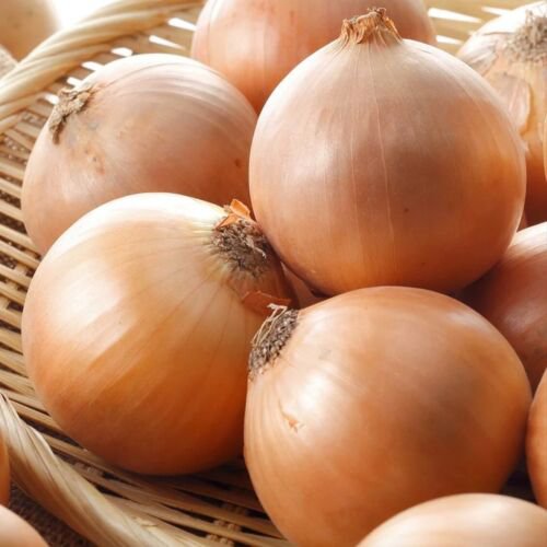 100X - SONION Gladalan Brown Winter Home Vegetable Seeds - Garden Vegetable Plant Seeds