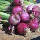 60X - Onion Purplette Home Vegetable Seeds - Garden Vegetable Plant Seeds
