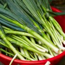 120X - Bunching Onio Natsuyo Home Vegetable Seeds - Garden Vegetable Plant Seeds