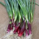 100X - SHALLOTS RED STEM WELSH (Spring onion) Home Vegetable Seeds - Garden Vegetable Plant Seeds