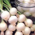 50X - ONION BARLETTA WHITE PICKLING Home Vegetable Seeds - Garden Vegetable Plant Seeds
