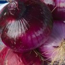 150X - ONION Amposta Purple Home Vegetable Seeds - Garden Vegetable Plant Seeds
