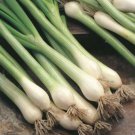120X - Shallots lisbon white spring onion Home Vegetable Seeds - Garden Vegetable Plant Seeds