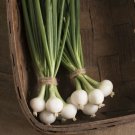 100X - BUNCHING SPRING ONION Pompeii Vegetable Seeds - Garden Vegetable Plant Seeds