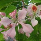 20X - Pink Orchid Tree Bauhinia Flower Seeds - Garden Flower Plant Seeds