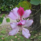 5X - ORCHID TREE SEEDS BAUHINIA VERIEGATA Flower Seeds - Garden Flower Plant Seeds