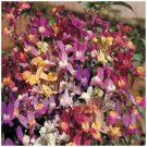 100X - LINARIA Izzy's Gemstone Orchid Flower Seeds - Garden Flower Plant Seeds