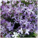100X - MATTHIOLA Evening Scented Lilac Flower Seeds - Garden Flower Plant Seeds