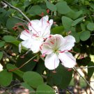 3X - NATIVE WHITE BUTTERFLY ORCHID TREE Flower Seeds - Garden Flower Plant Seeds