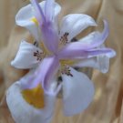 20X - Dietes Seeds Wild IRIS Hardy Plants Flower Seeds - Garden Flower Plant Seeds
