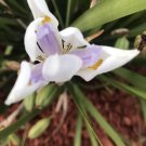 30X - Dietes grandiflora wild iris Flower Seeds - Garden Flower Plant Seeds