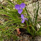 15X -Slender Native Iris ( Patersonia Umbrosa ) Flower Seeds - Garden Flower Plant Seeds