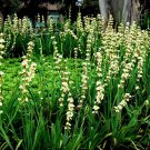 10X - Aunt May Iris (Sisyrinchium striatum) Flower Seeds - Garden Flower Plant Seeds