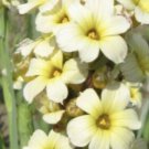 20X - Aunt May Iris (Sisyrinchium striatum) Flower Seeds - Garden Flower Plant Seeds