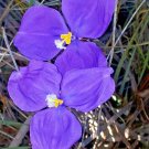 15X - Patersonia glabrata - Native Purple Iris Flower Seeds - Garden Flower Plant Seeds