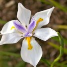 30X - African Fairy Iris (dietes grandiflora) Flower Seeds - Garden Flower Plant Seeds